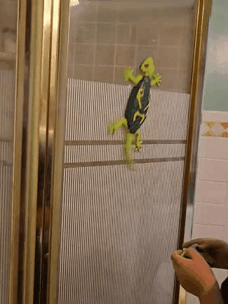 Wall-Crawler Gecko Toy